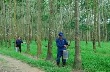 Giá cao su kỳ hạn tại Tokyo ngày 28/1 vững sau khi Fed giữ nguyên tỉ lệ lãi suất